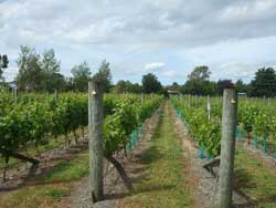 vineyard